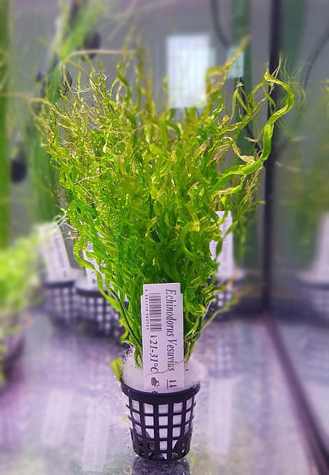 Echinodorus vesufius żabienica spiralna koszyk xxl